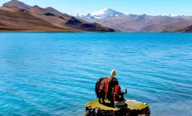 Yamdrok Lake near Gyantse in Tibet with a yak grazing beside the turquoise sacred lake and Himalayan mountains.