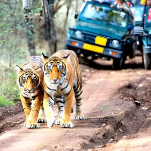 Royal Bengal tigers walking on a forest track during a wildlife safari in India