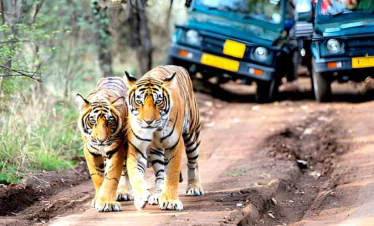 Royal Bengal tigers walking on a forest track during a wildlife safari in India