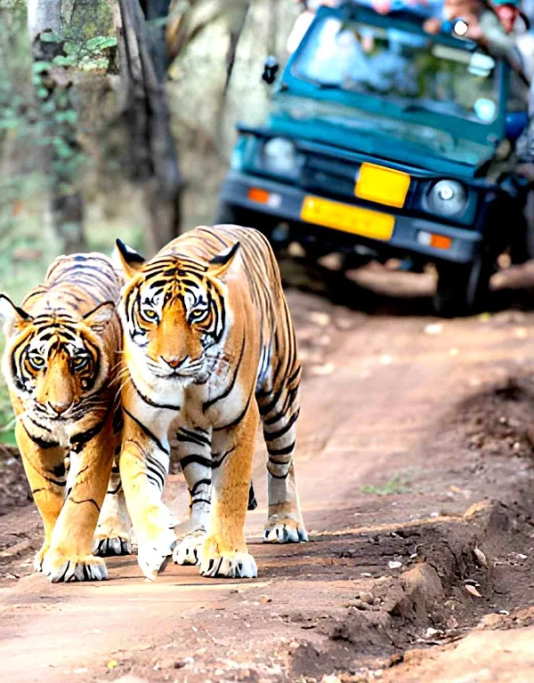 Royal Bengal tigers walking on a forest track during a wildlife safari in India