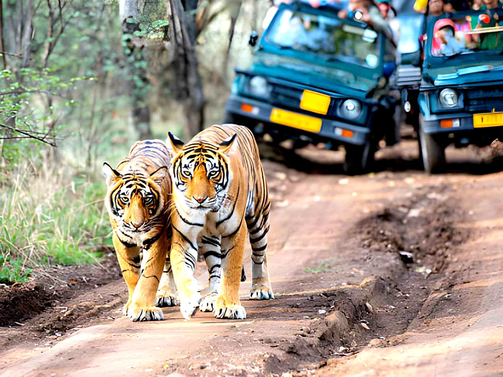 Royal Bengal tigers walking on a forest track during a wildlife safari in India