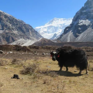 Kanchenjunga Base Camp Trek
