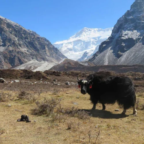 Kanchenjunga Base Camp Trek