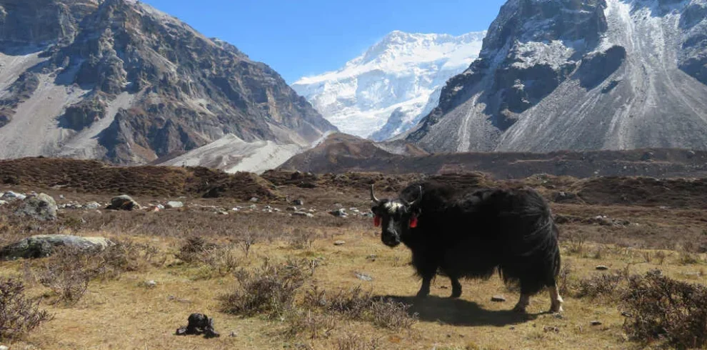Kanchenjunga Base Camp Trek