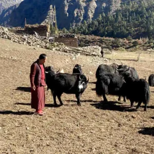 Upper Dolpo IMG-7643